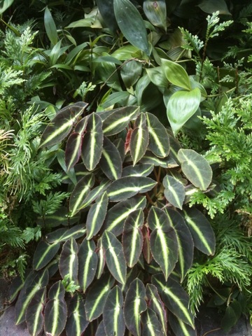 B. listada